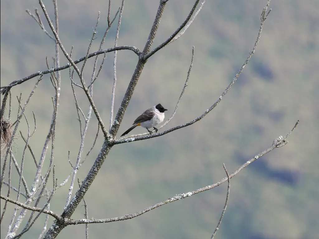 白喉红臀鹎(Pycnonotus aurigaster)