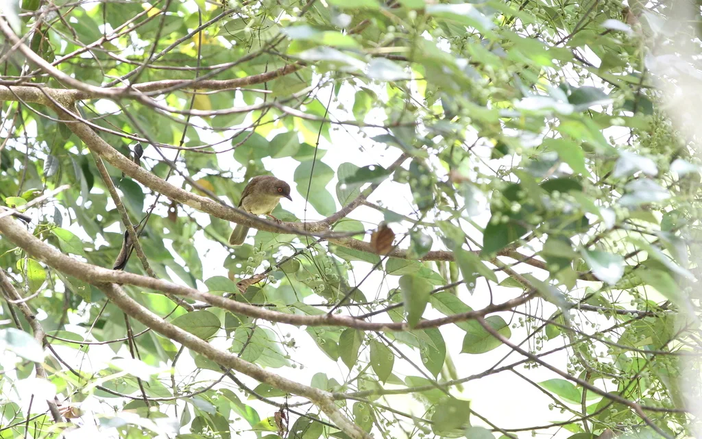 红眼褐鹎(Pycnonotus brunneus)
