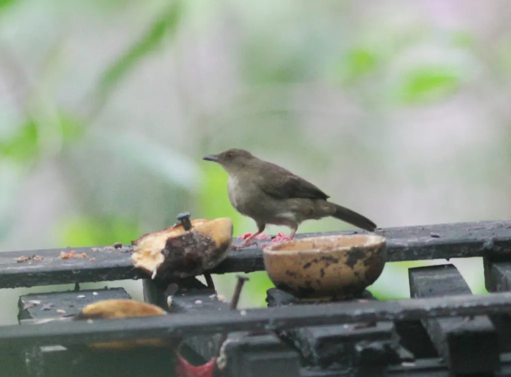 红眼褐鹎(Pycnonotus brunneus)