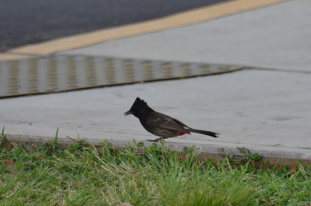 黑喉红臀鹎（Pycnonotus cafer）