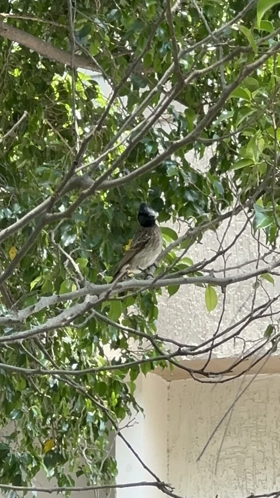 黑喉红臀鹎（Pycnonotus cafer）
