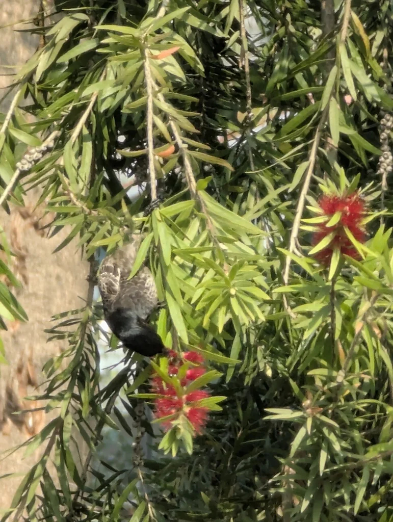 黑喉红臀鹎（Pycnonotus cafer）