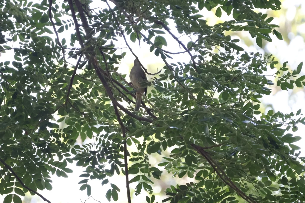 灰额鹎(Pycnonotus cinereifrons)