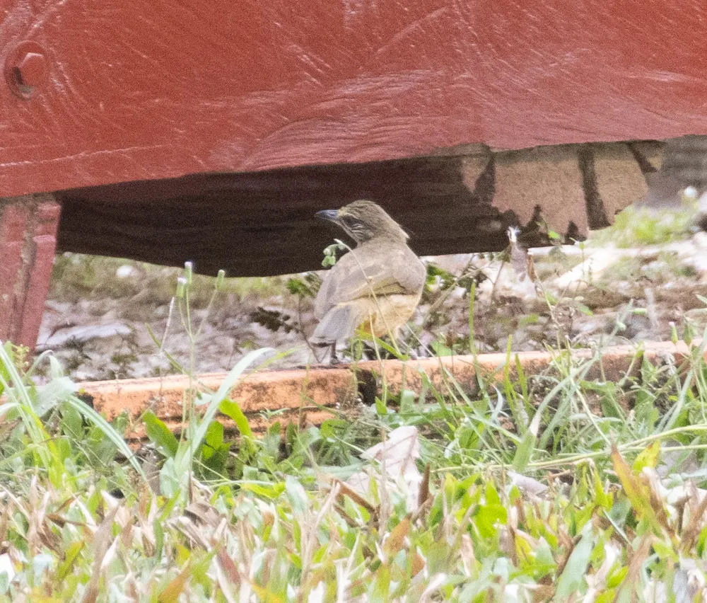 条耳鹎(Pycnonotus conradi)