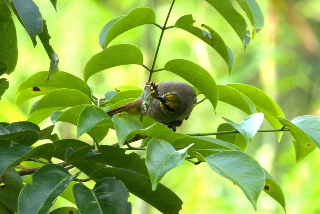 纹喉鹎(Pycnonotus finlaysoni)