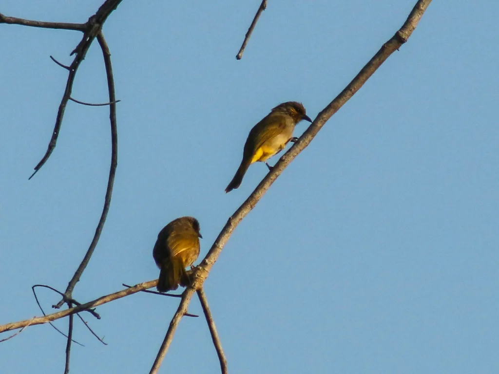 纹喉鹎(Pycnonotus finlaysoni)