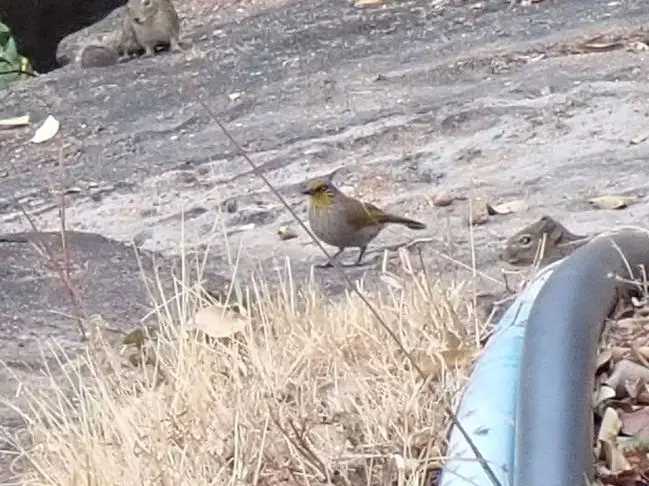 纹喉鹎(Pycnonotus finlaysoni)