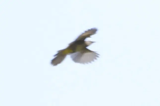 黄绿鹎(Pycnonotus flavescens)