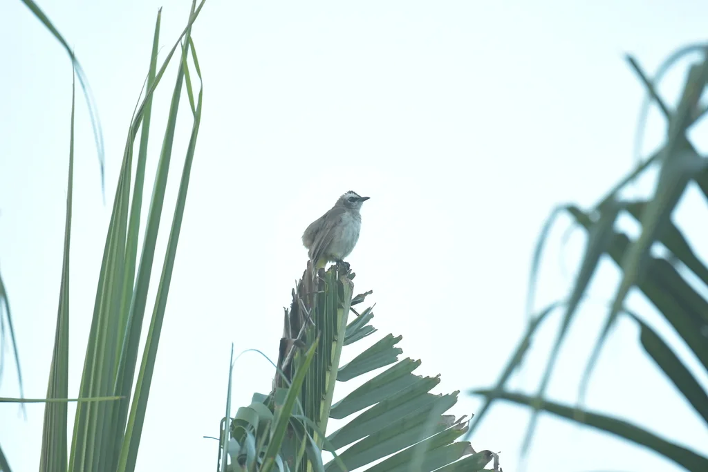 白眉黄臀鹎(Pycnonotus goiavier)