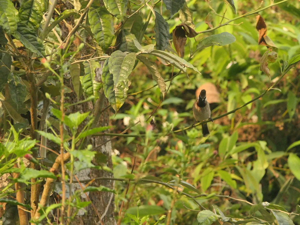 白颊鹎(Pycnonotus leucogenys)