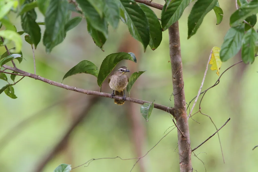 白眉鹎(Pycnonotus luteolus)