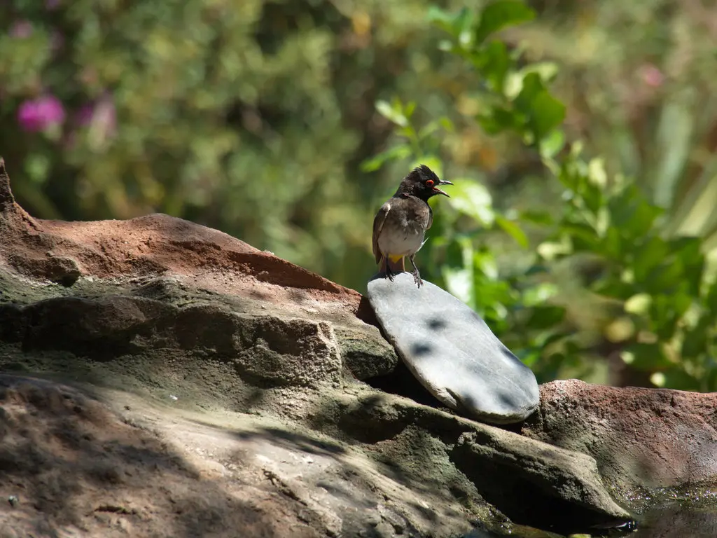 红眼鹎(Pycnonotus nigricans)