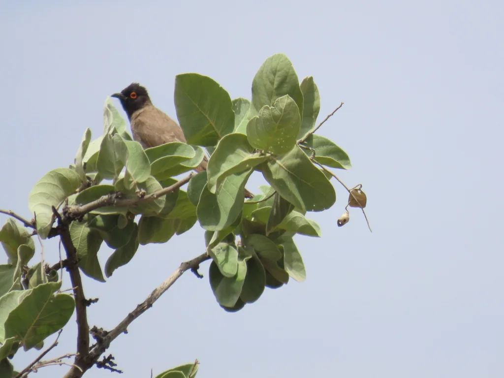 红眼鹎(Pycnonotus nigricans)