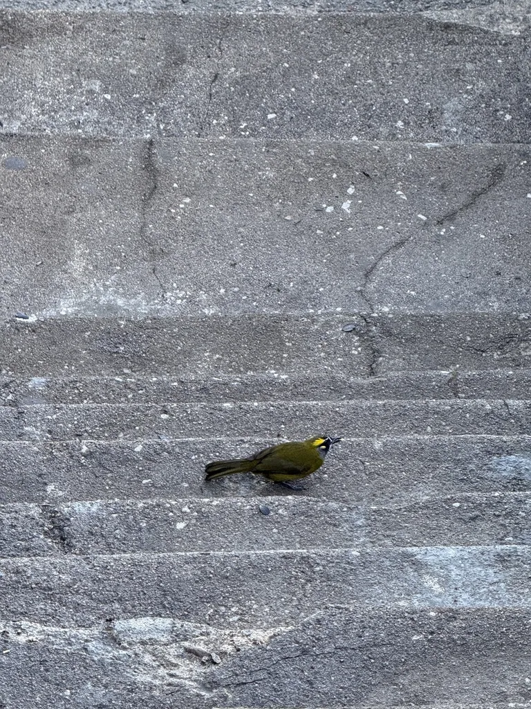 黄耳鹎(Pycnonotus penicillatus)