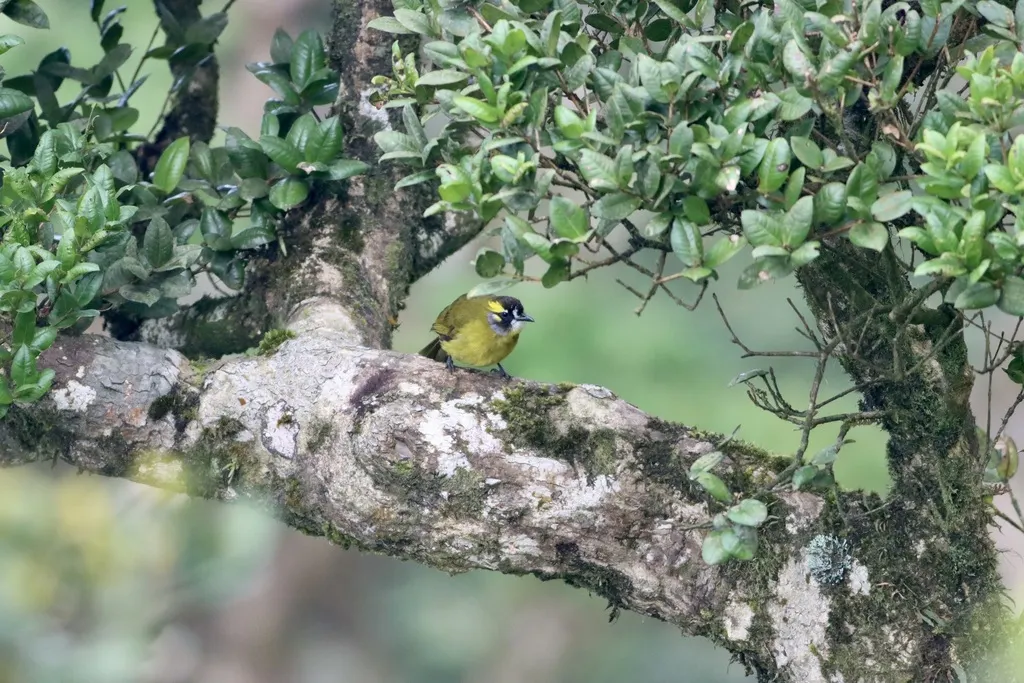 黄耳鹎(Pycnonotus penicillatus)