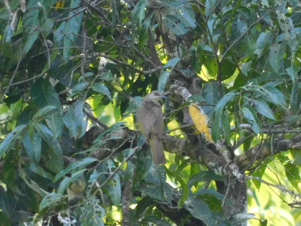 橄榄褐鹎(Pycnonotus plumosus)