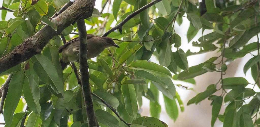 白眼鹎（Pycnonotus pseudosimplex）