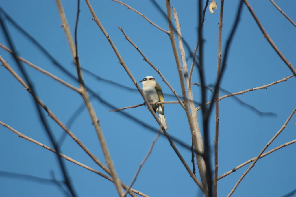 白头鹎(Pycnonotus sinensis)