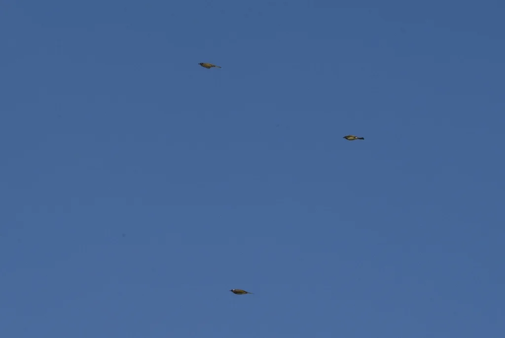 白头鹎(Pycnonotus sinensis)