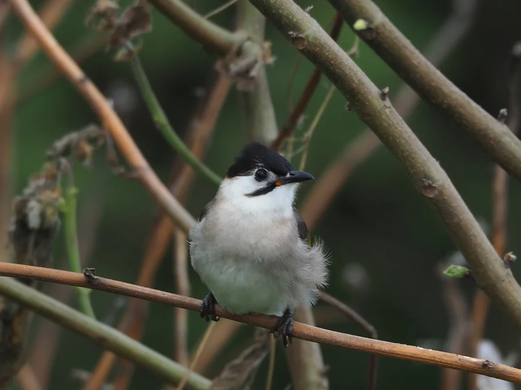 台湾鹎(Pycnonotus taivanus)