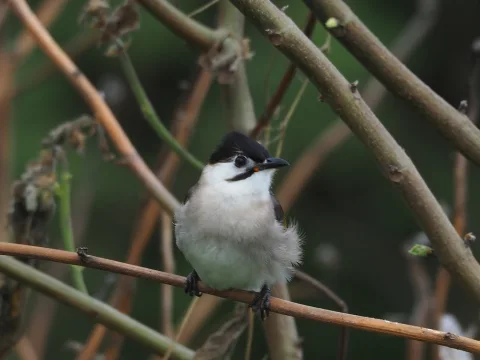 台湾鹎
