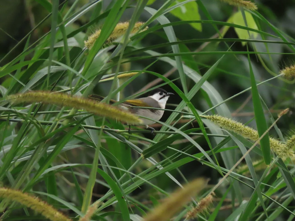 台湾鹎(Pycnonotus taivanus)