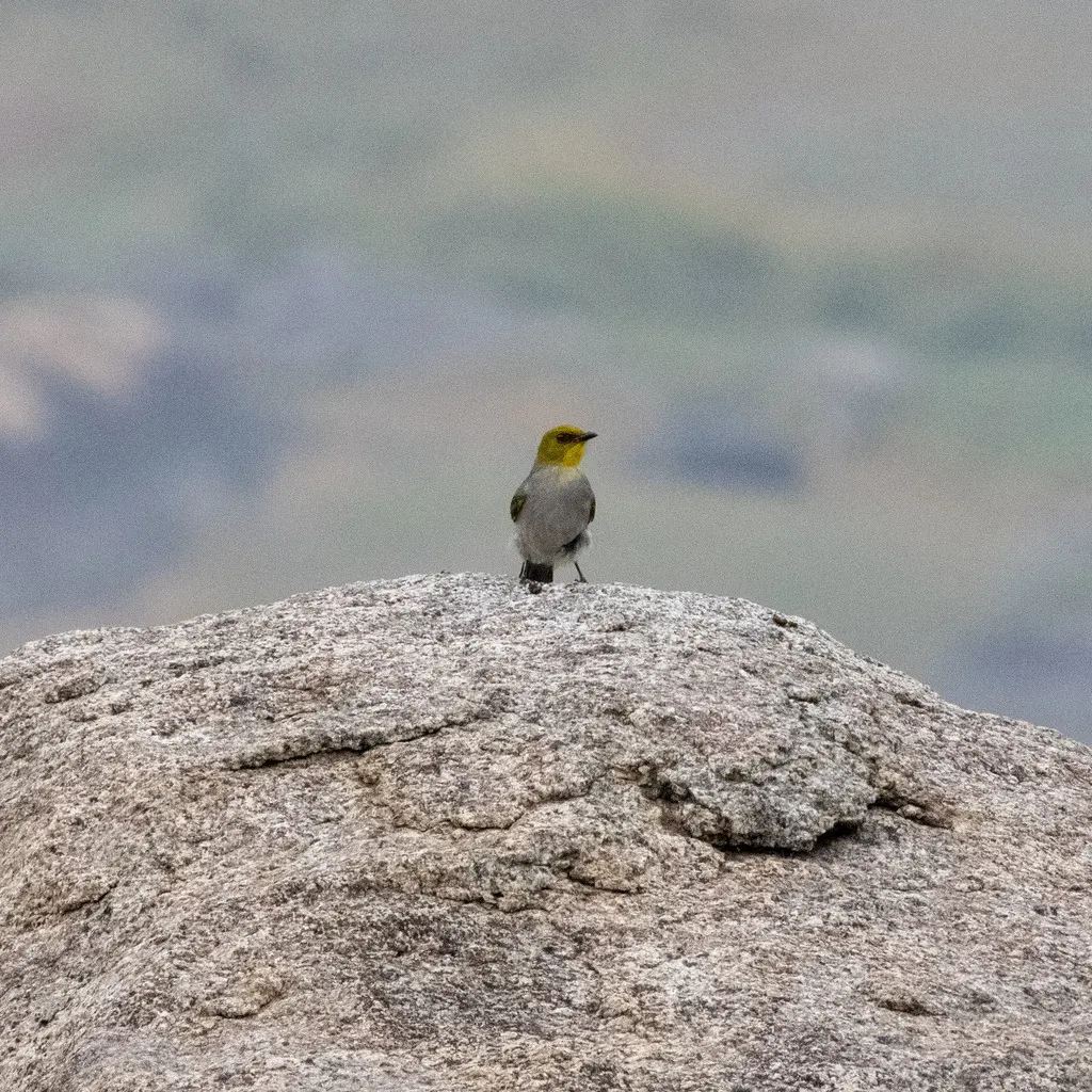 黄喉鹎(Pycnonotus xantholaemus)