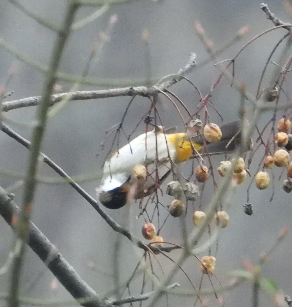 黄臀鹎(Pycnonotus xanthorrhous)