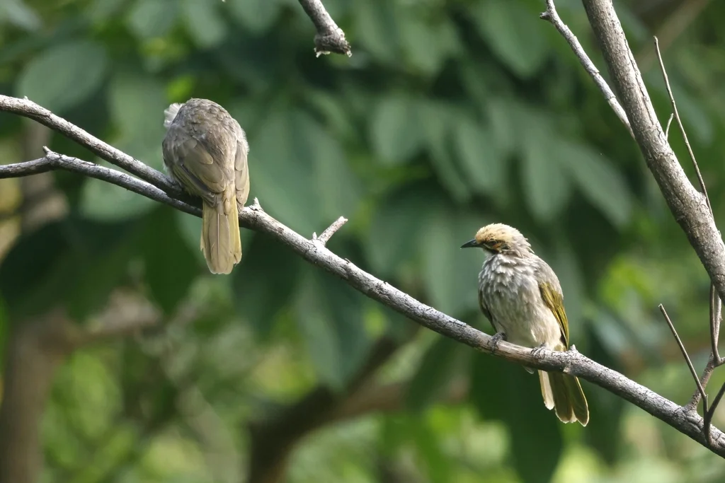黄冠鹎(Pycnonotus zeylanicus)