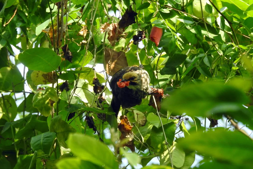 黄冠鹎(Pycnonotus zeylanicus)