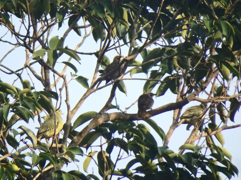 黄冠鹎(Pycnonotus zeylanicus)