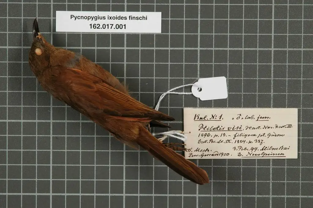 绿褐吸蜜鸟(Pycnopygius ixoides)