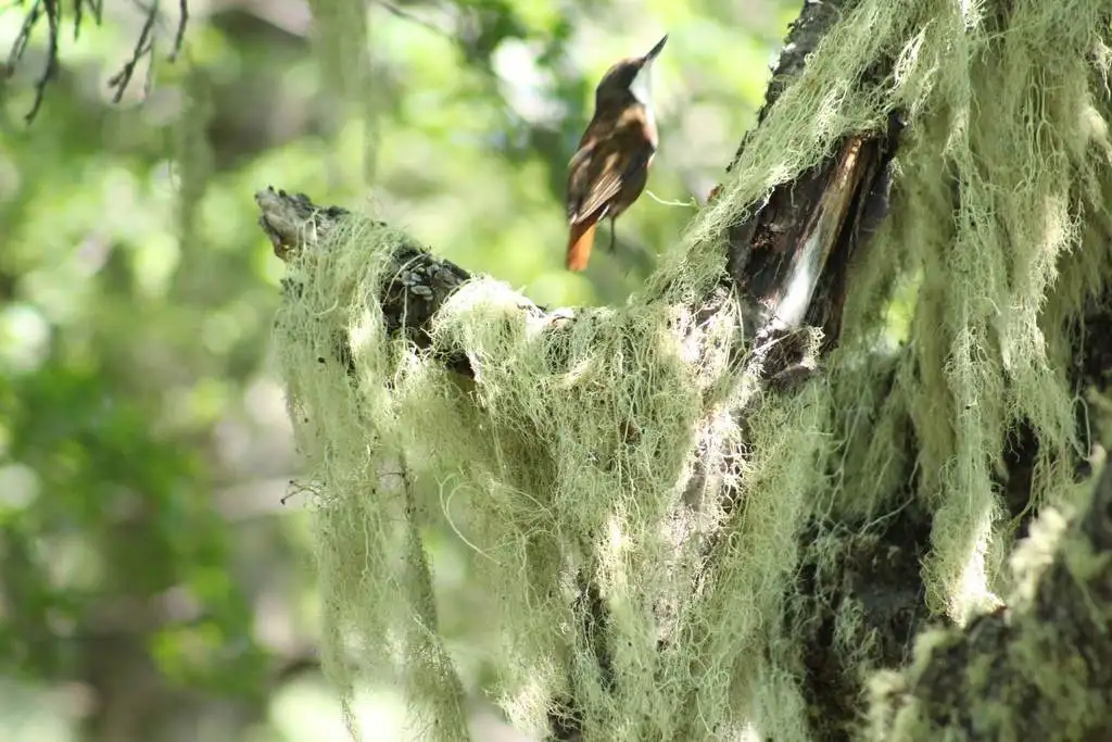 白喉爬树雀(Pygarrhichas albogularis)