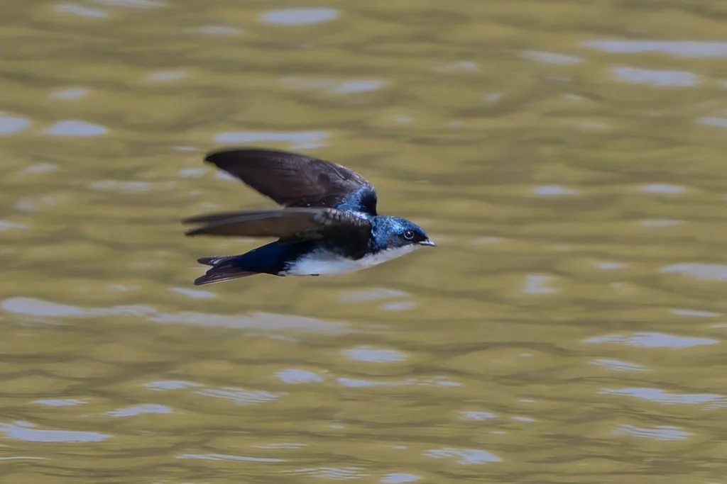 蓝白南美燕(Pygochelidon cyanoleuca)