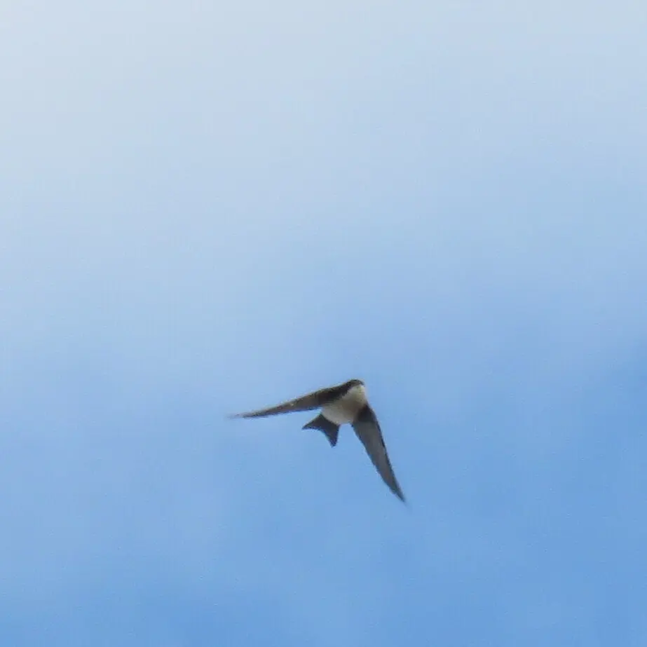 蓝白南美燕(Pygochelidon cyanoleuca)