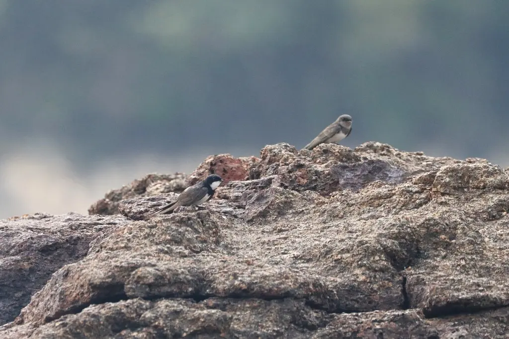 黑领燕(Pygochelidon melanoleuca)