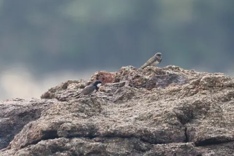 黑领燕