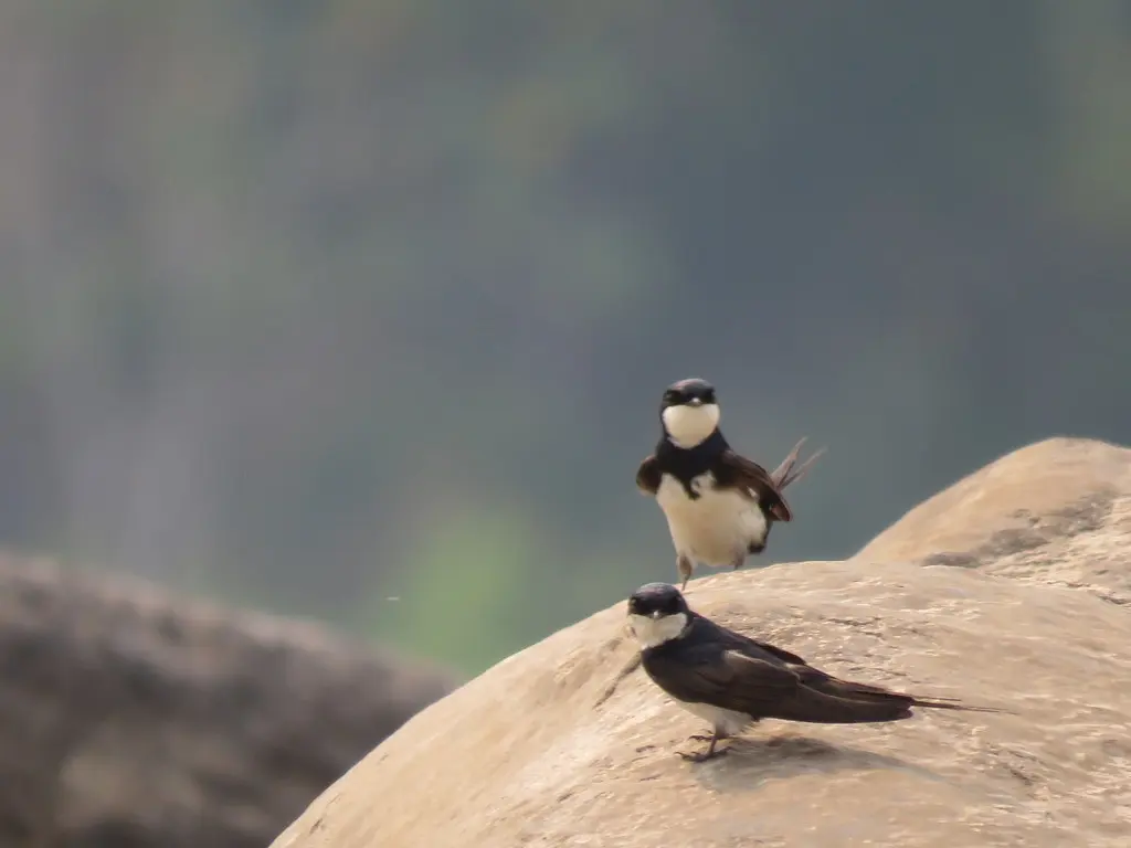 黑领燕(Pygochelidon melanoleuca)