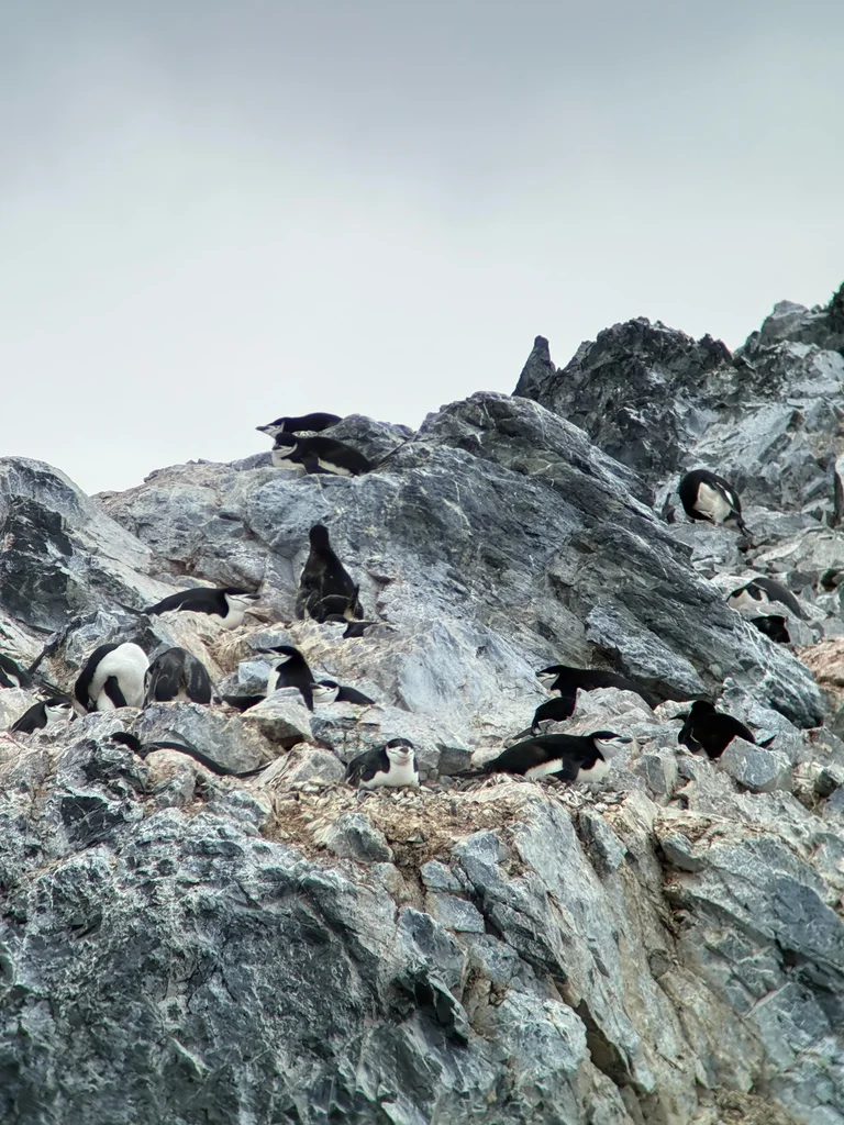 纹颊企鹅(Pygoscelis antarcticus)