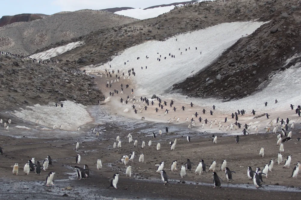 纹颊企鹅(Pygoscelis antarcticus)