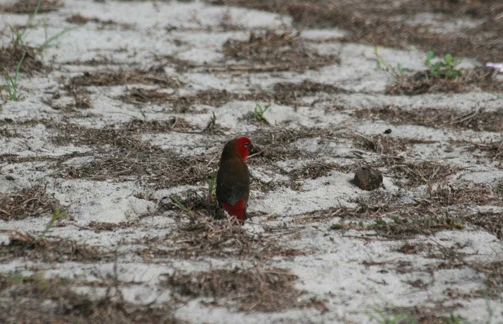 黑腹裂籽雀(Pyrenestes ostrinus)