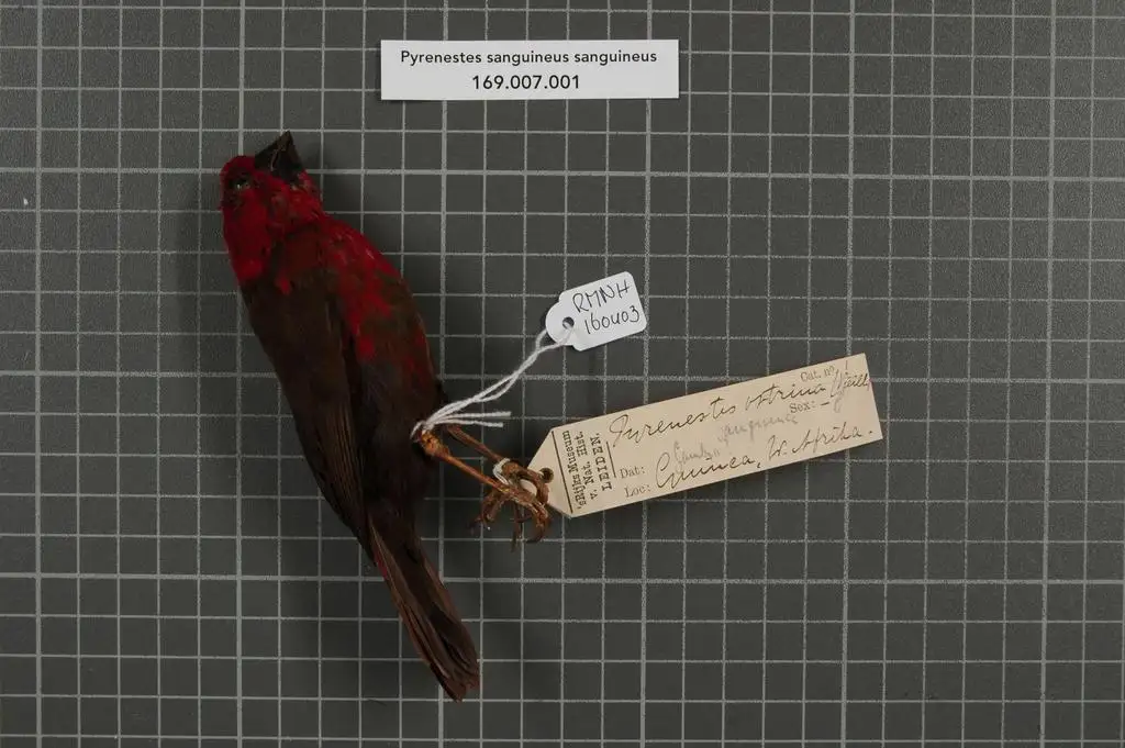 赤红裂籽雀(Pyrenestes sanguineus)