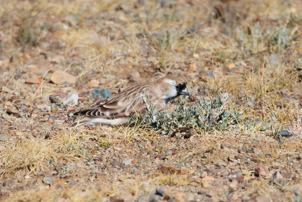 黑喉雪雀(Pyrgilauda davidiana)