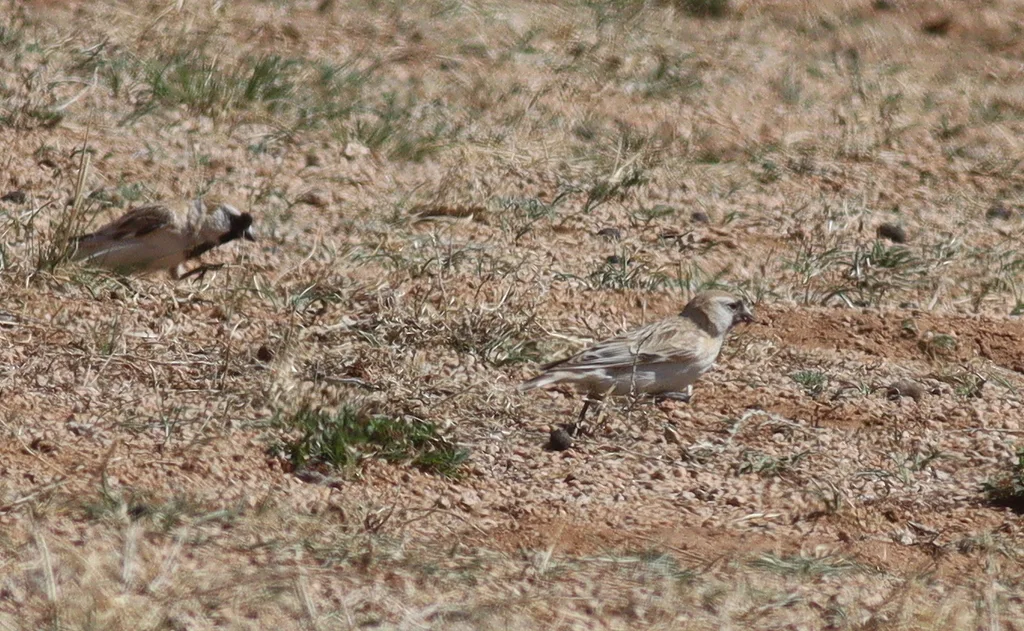 黑喉雪雀(Pyrgilauda davidiana)