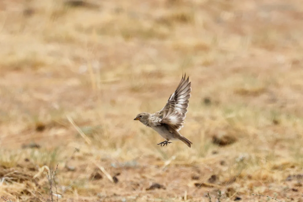 黑喉雪雀(Pyrgilauda davidiana)
