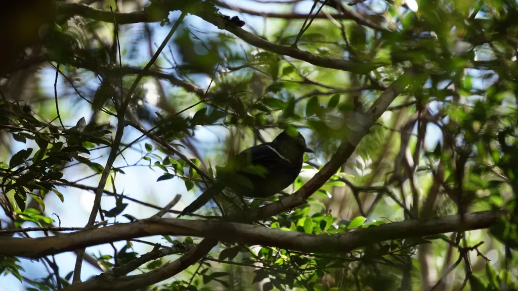 白肩红眼蚁鸟(Pyriglena leucoptera)