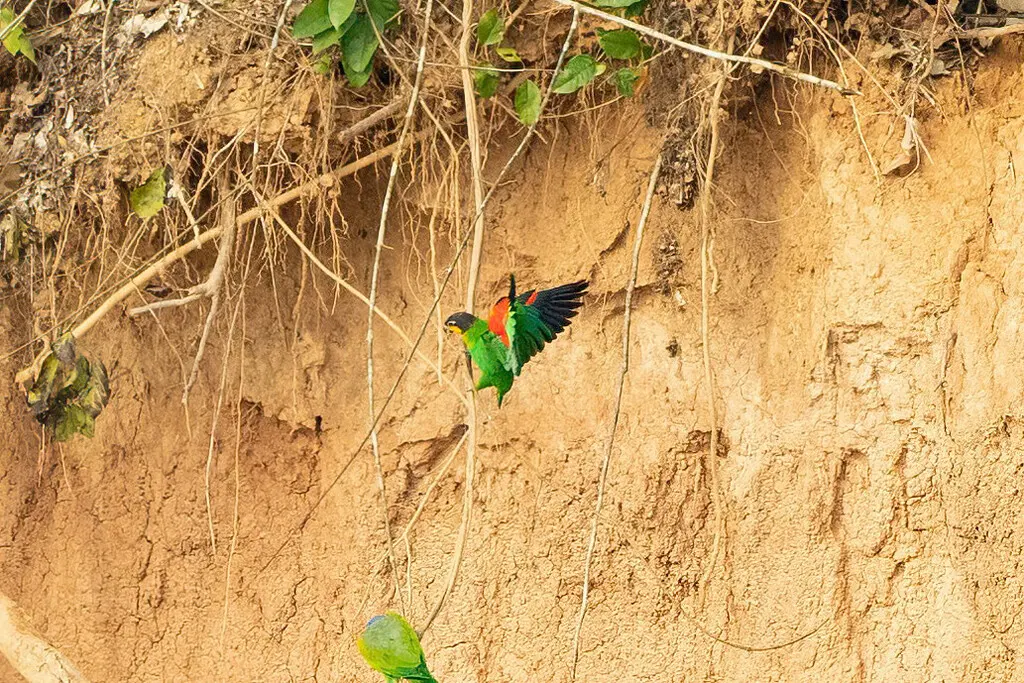 橙颊鹦哥(Pyrilia barrabandi)