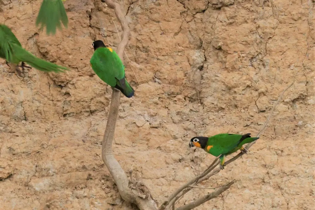 橙颊鹦哥(Pyrilia barrabandi)