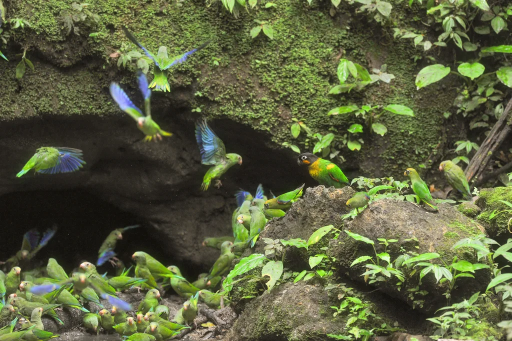 橙颊鹦哥(Pyrilia barrabandi)