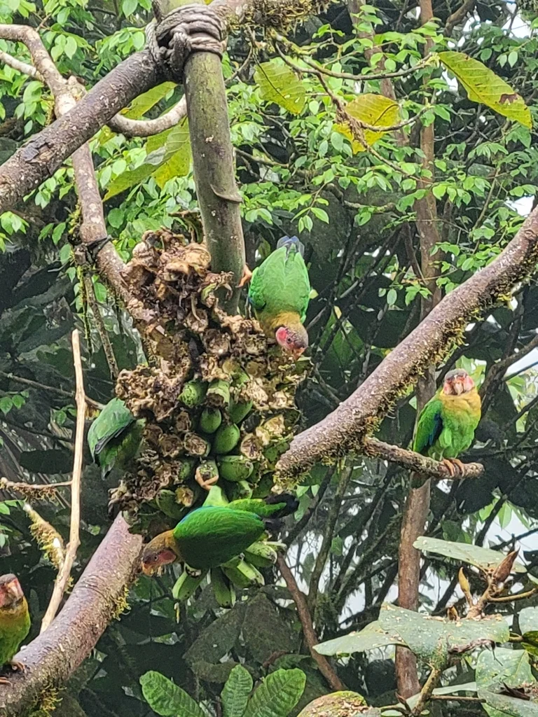粉脸鹦哥(Pyrilia pulchra)